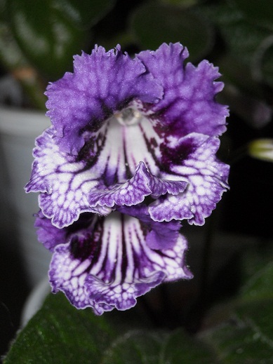 DSCN2132.JPG