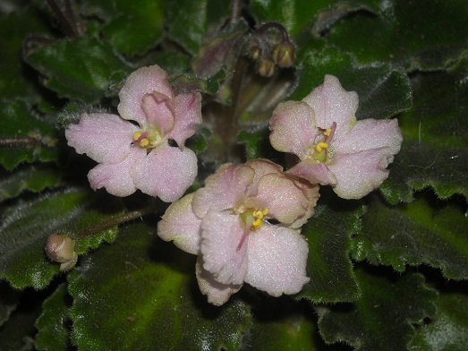 DSCN1785.JPG