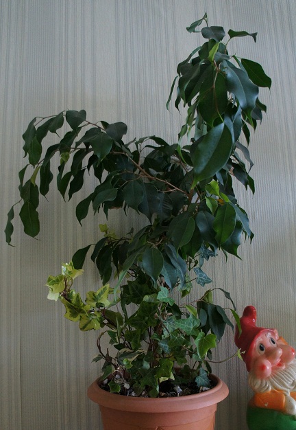 DSC01678.JPG