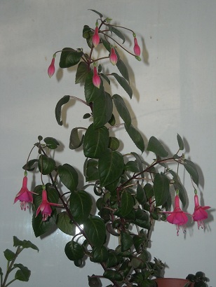 DSCN1774.JPG