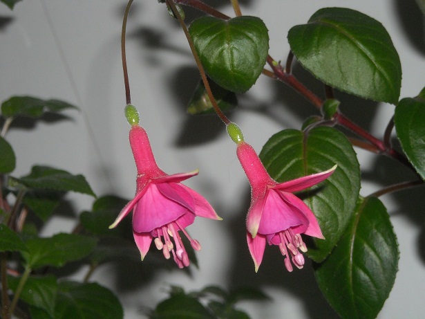DSCN1771.JPG