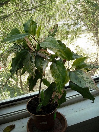DSCN1989.JPG
