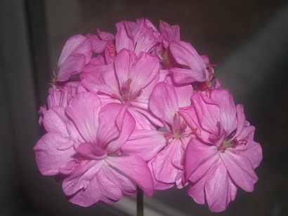 DSCN0929.JPG