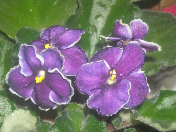 DSCN0960.JPG
