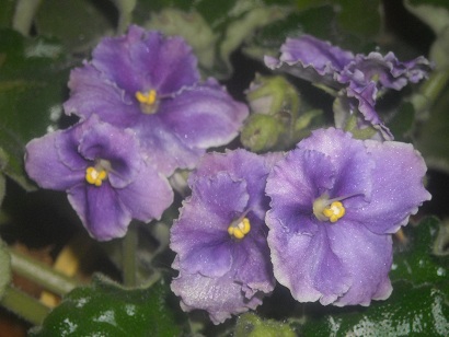 DSCN1136.JPG