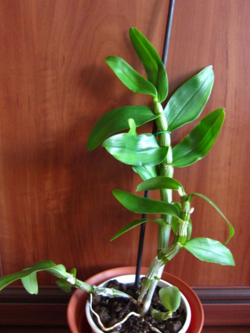 Dendrobium Nobile