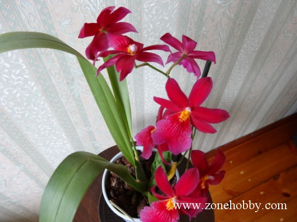 Камбрия Burrageara Nelly Isler 3