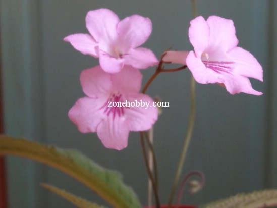 Passion Pink
