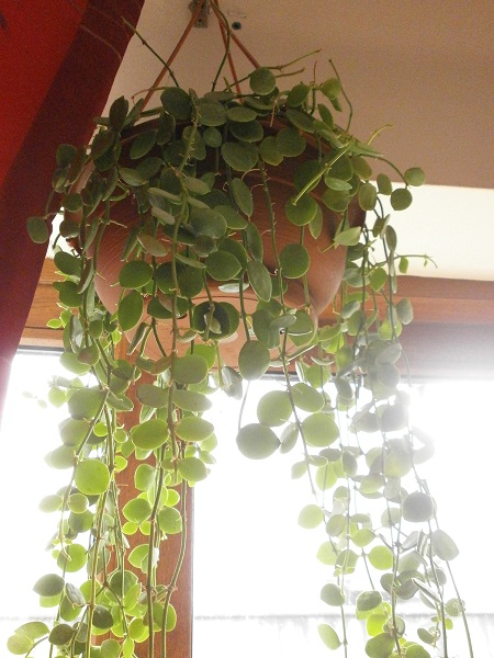 PA080016.jpg