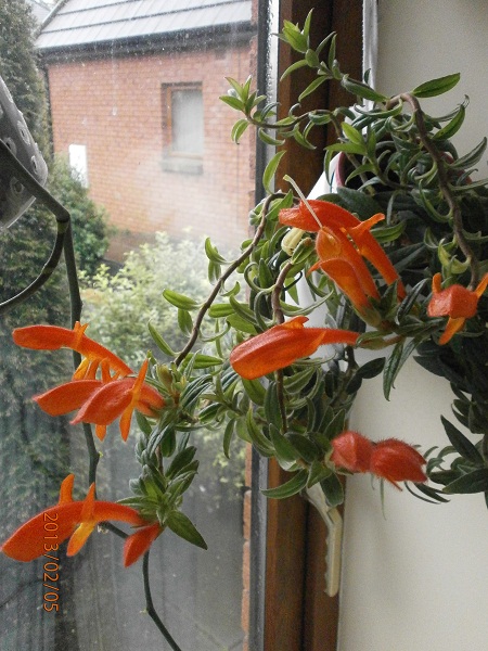 P2050007.jpg