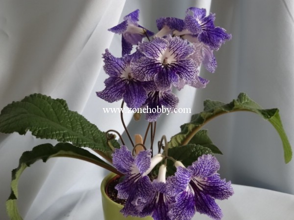 Морозные узоры (Парамонов)