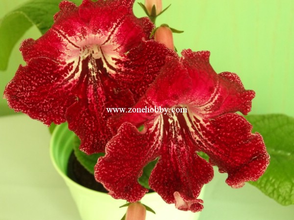 Barwa Indii