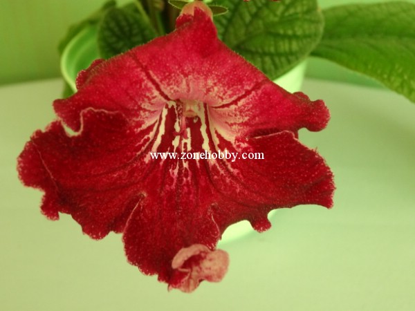 Barwa Indii