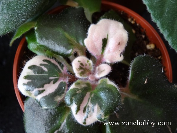 Smitten Kitten (S.Sorano )