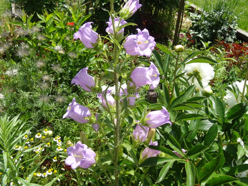 Колокольчик (Campanula)