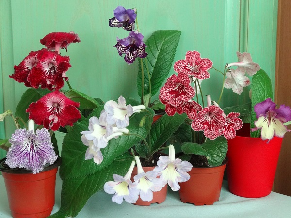 фото сортов стрептокарпуса