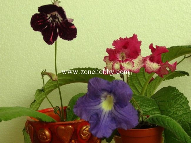 DSC02570.jpg