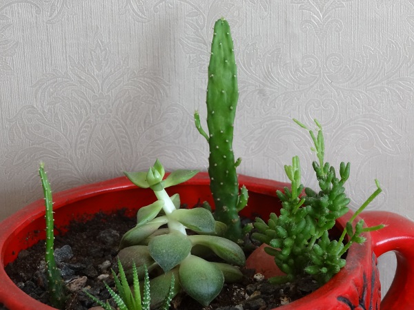 опунция в суккулентном садике