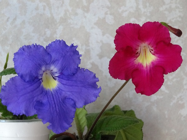 DSC02795.JPG