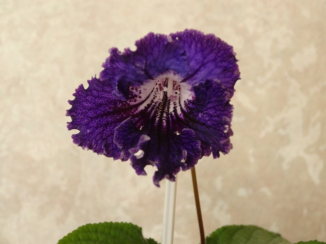 DSC02895.JPG