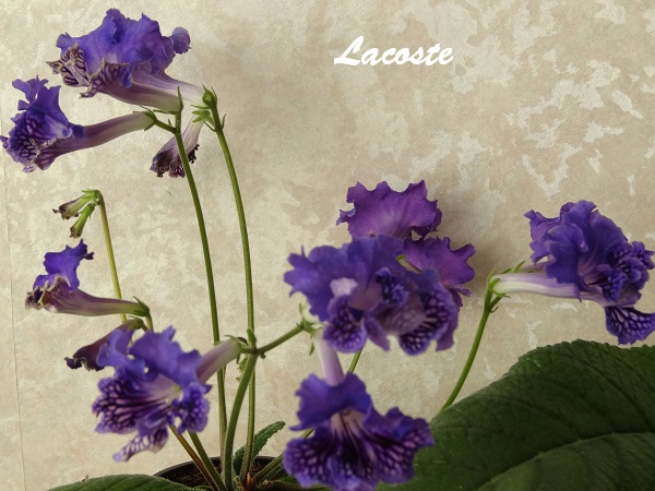 Lacoste (И. Кабанова/ Е.Трофименко)