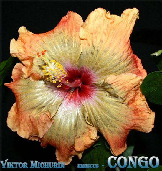Гибискус - Congo.jpg