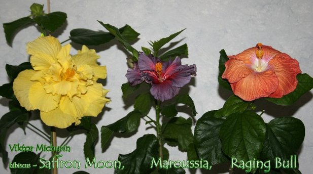 Saffron Moon, Electric Blue, Raging Bull.jpg
