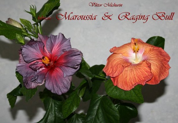 Raging Bull, Maroussia.jpg
