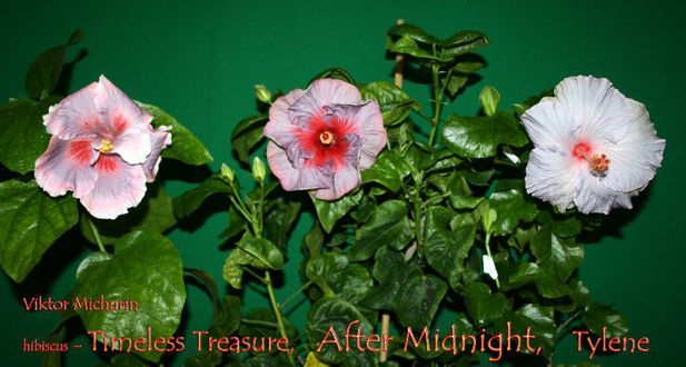After Midnight, Tylene, Timeless Treasure (2).jpg