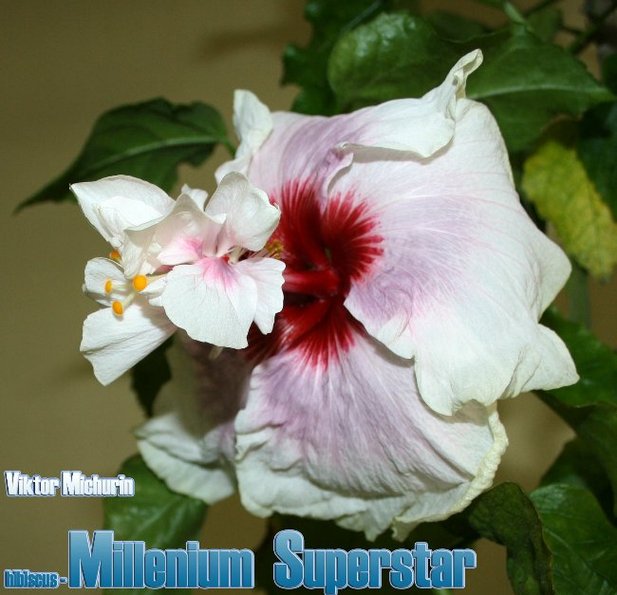 Millenium Superstar.jpg