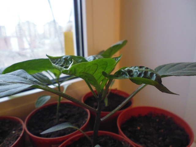 2014-04-24 07-46-26.JPG