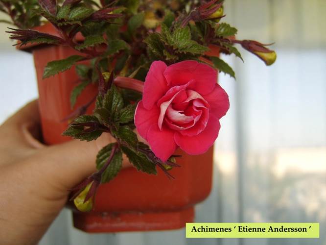 Achimenes ‘ Etienne Andersson ‘.jpg