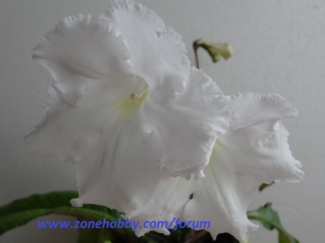 DSC04121.jpg
