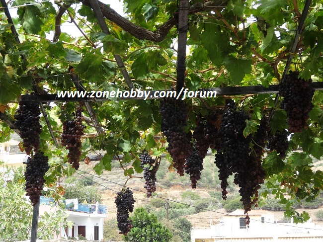 Vinograd na Krite.jpg