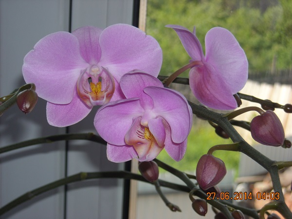 DSCN1774.jpg