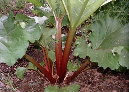 75191772_large_421.jpg