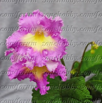 7153 diametr 9cm.jpg