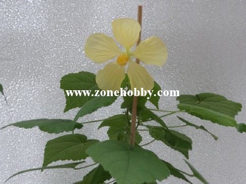 Bella Yellow.jpg