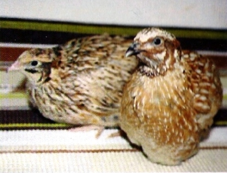 Манчжерский