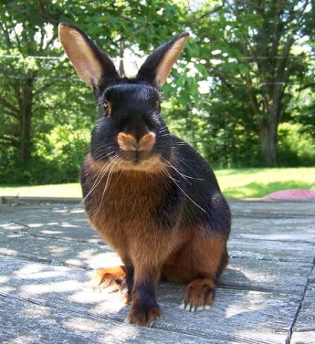 black-fire-rabbit-3.jpg