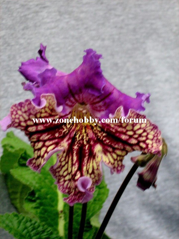 7174 - Hebe.jpg