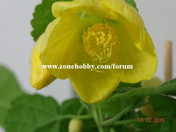Bella Yellow.jpg