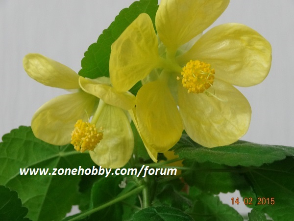 Bella Yellow.jpg
