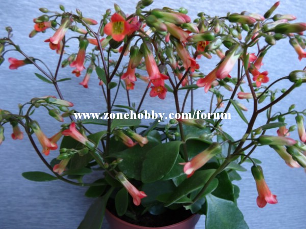 Kalanchoe manginii - мадагаскарский колокольчик (2).jpg
