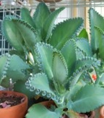 kalanchoe_daigremontiana1.jpg