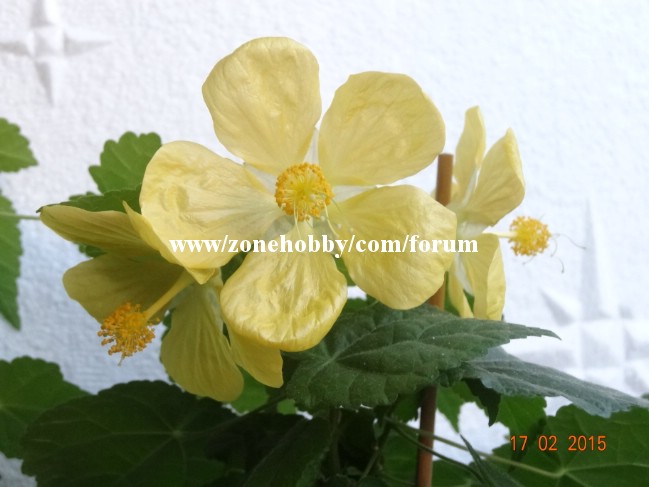 Bella Yellow.jpg