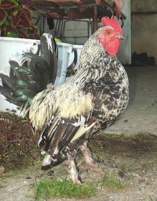 Krupis tirasinu DSC05732.JPG