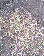 IMG0809A.jpg