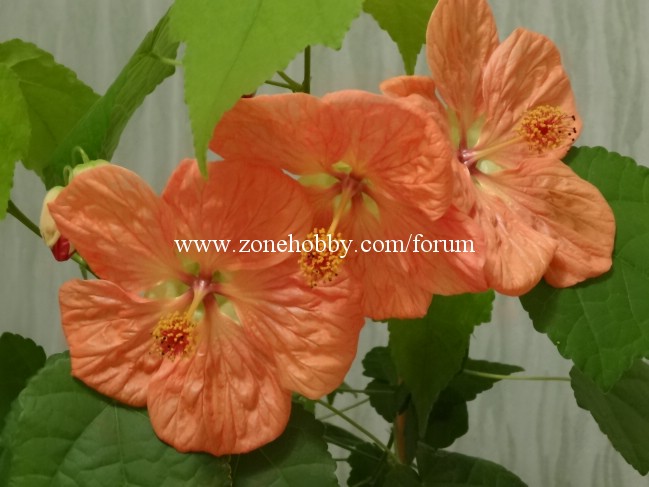 'Bella Apricot Shades'.jpg