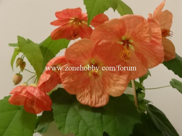 'Bella Apricot Shades'.jpg